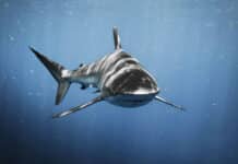 Baignade et activités nautiques : vigilance face au risque requins